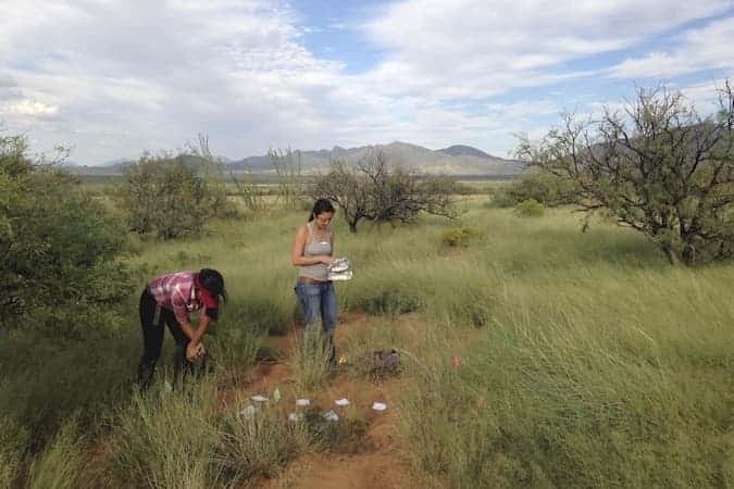Two women conduct field research on plant-microbe interactions in a grassy landscape in Arizona. Photo credit: A. Elizabeth Arnold

